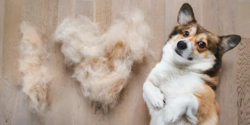 do corgis get haircuts