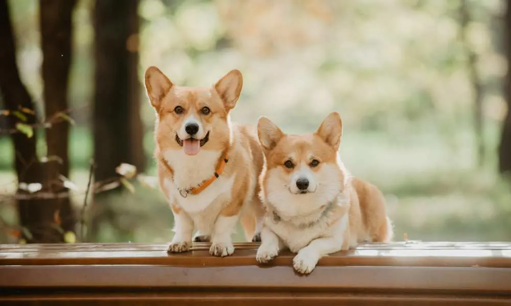 How To Breed A Corgi? How Do Corgis Mate? - Corgi Care