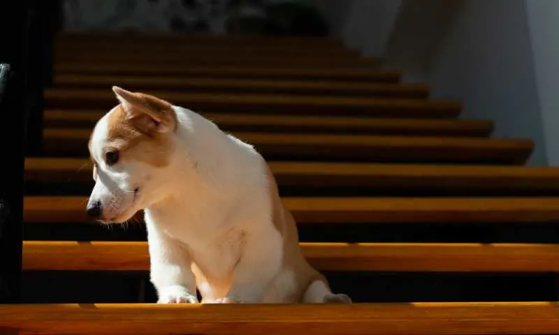 Are stairs bad outlet for corgis