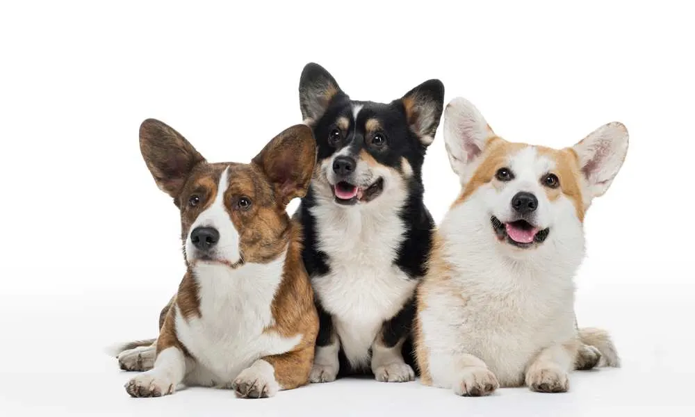 are corgis good dogs