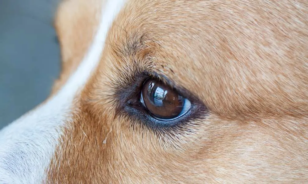 Do Corgis Get Tear Stains Do Corgis Have Watery Eyes Corgi Care