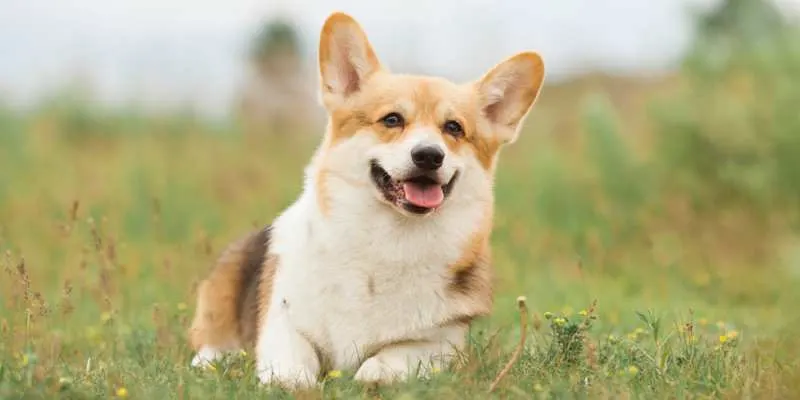 are corgis good service dogs