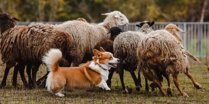 are corgis good service dogs