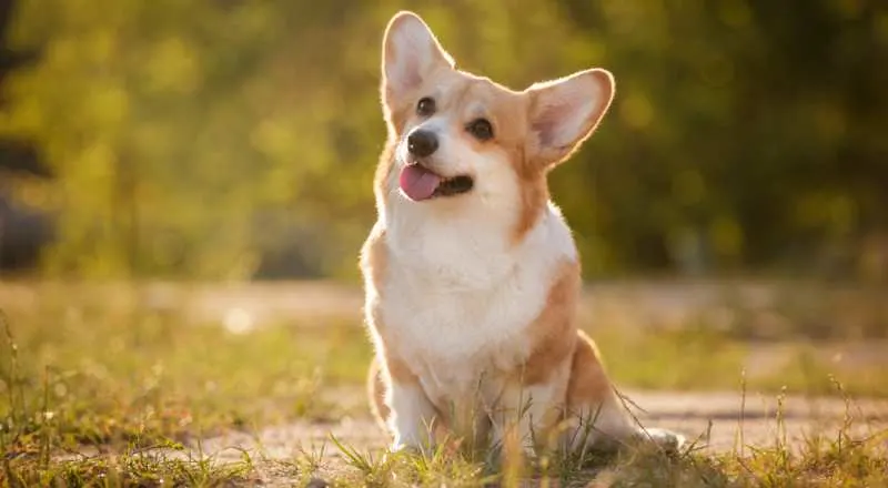 are corgis good service dogs