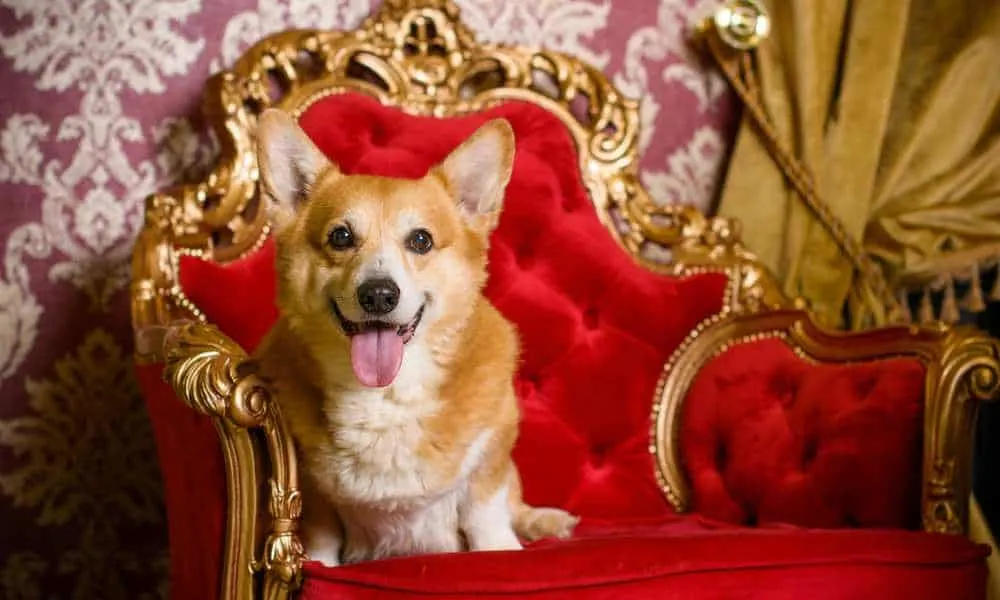 do the queens corgis have tails