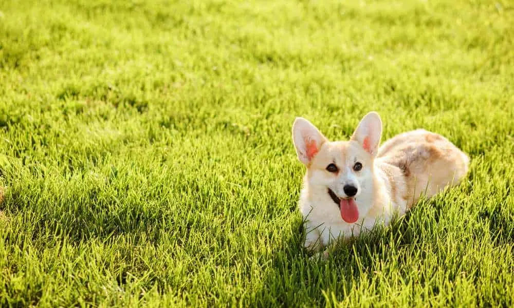 Why Do Corgis Dig Holes? Do Corgis Like To Burrow? - Corgi Care