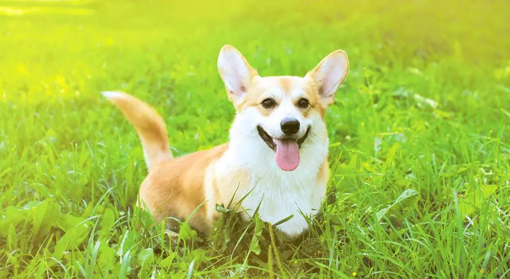 Corgi Tails: Do Corgis Have Tails? - Corgi Care