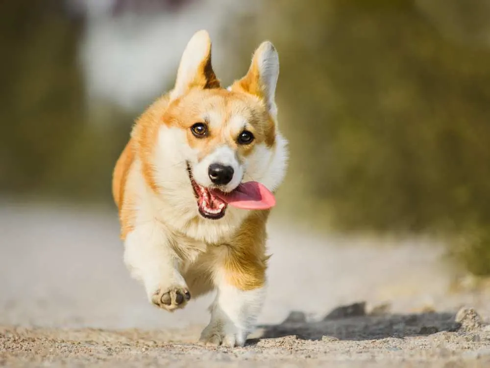 do corgis need walks