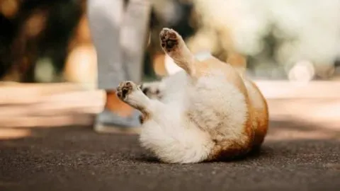 How To Teach A Corgi To Play Dead?