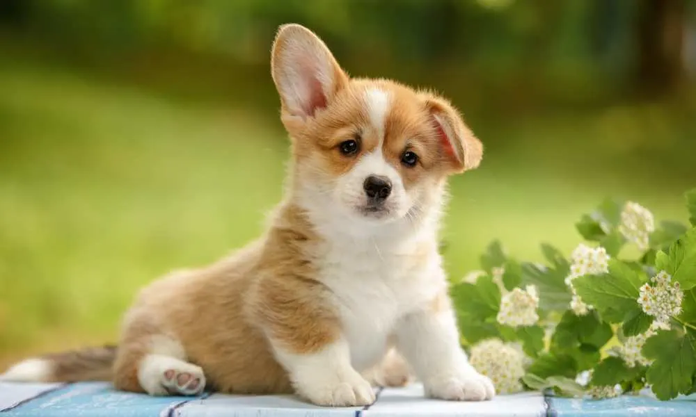 Train Your Corgi Puppy Not To Bite — Willo the Corgi