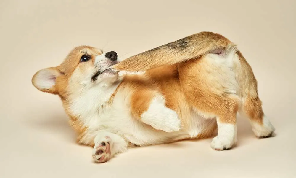 Train Your Corgi Puppy Not To Bite — Willo the Corgi