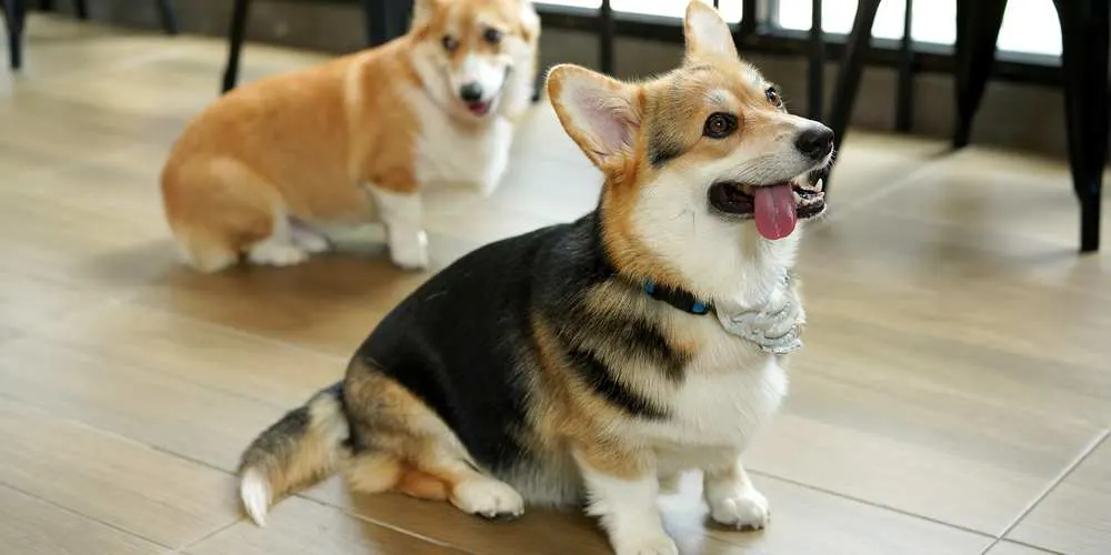 Train Your Corgi Puppy Not To Bite — Willo the Corgi