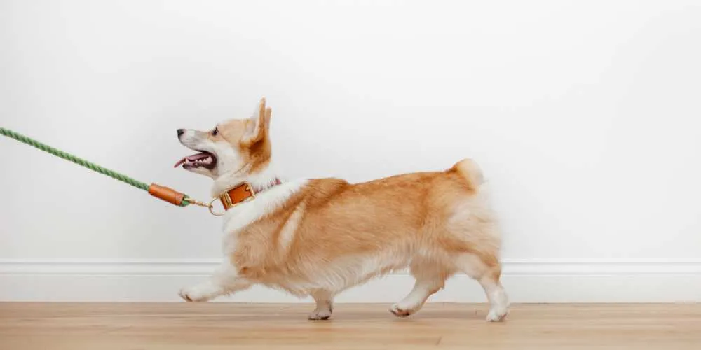 Train Your Corgi Puppy Not To Bite — Willo the Corgi