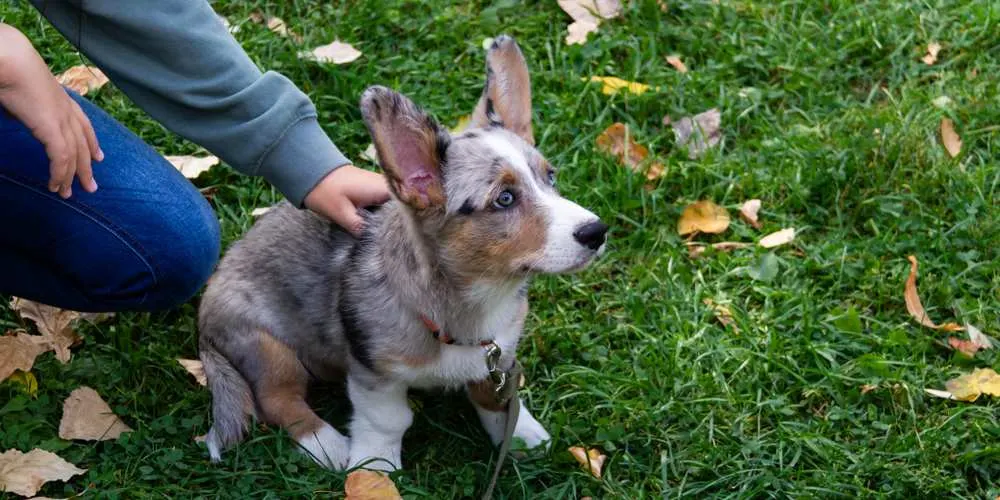 Train Your Corgi Puppy Not To Bite — Willo the Corgi