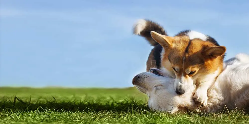 Train Your Corgi Puppy Not To Bite — Willo the Corgi