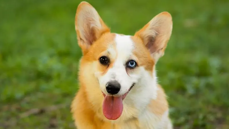 Heterochromia in Corgis: Why Does My Corgi Have Two Different Colored ...