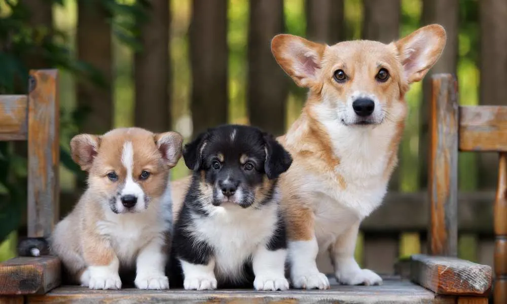 How To Breed A Corgi? How Do Corgis Mate? - Corgi Care