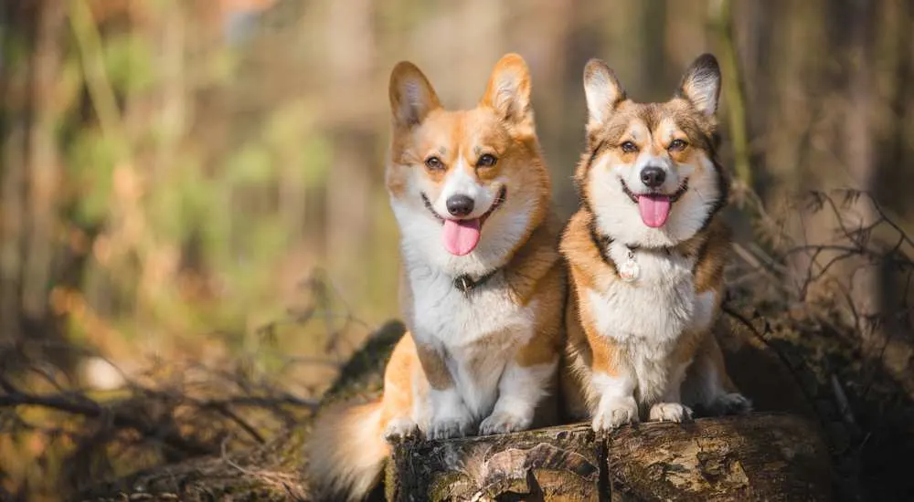 How Affectionate Are Corgis? Are Corgis Affectionate Dogs? - Corgi Care