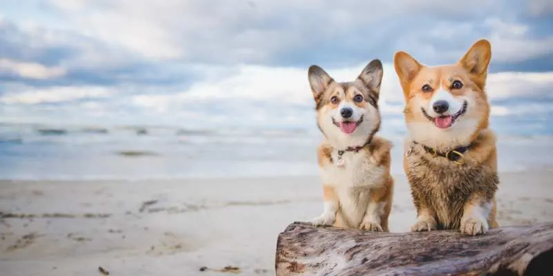 When Is National Corgi Day? When Is Corgi Beach Day? - Corgi Care