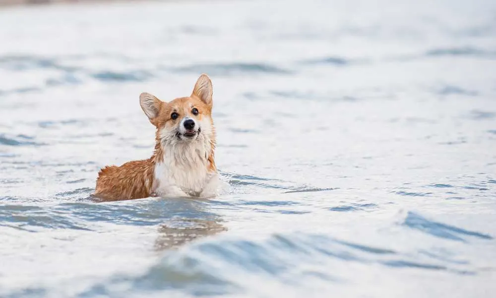 do corgis need walks