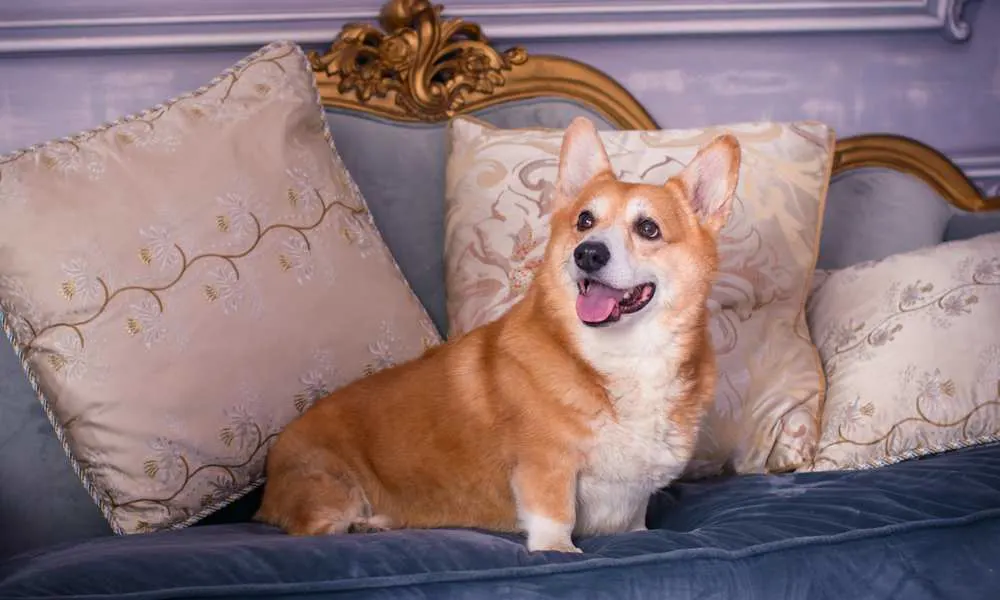 do the queens corgis have tails