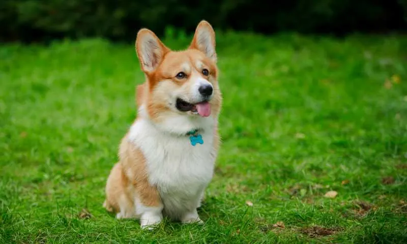 Do Corgis Pee A Lot? - Corgi Care