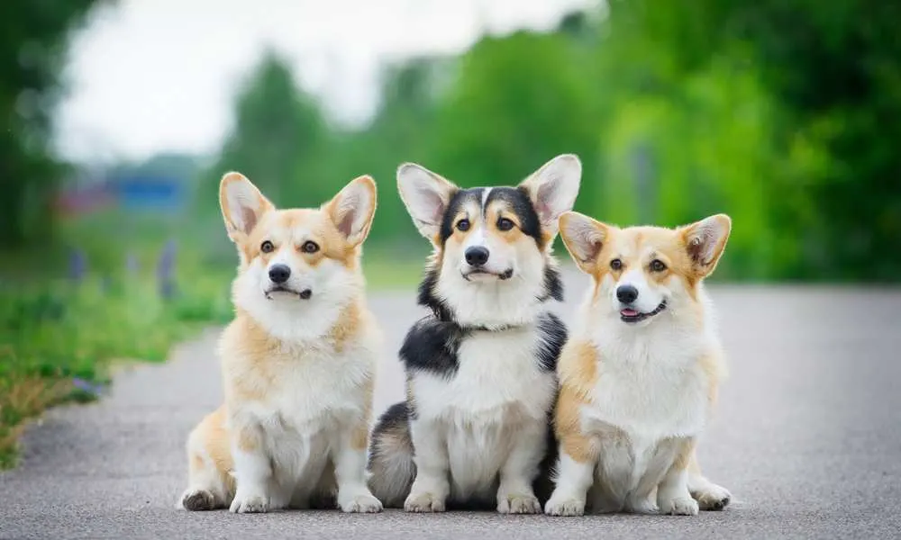 Corgi Tails: Do Corgis Have Tails? - Corgi Care