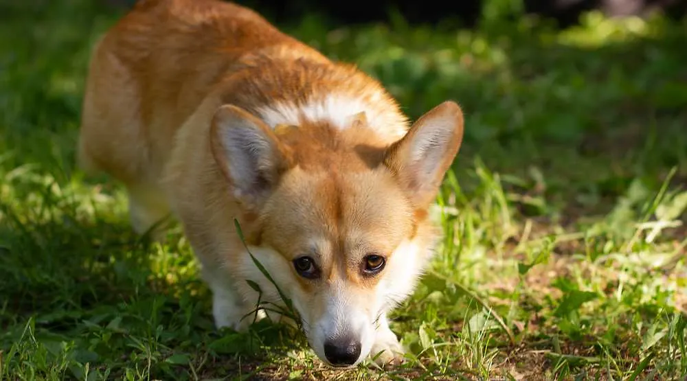 Corgi Shedding: Do Corgis Shed A Lot? - Corgi Care