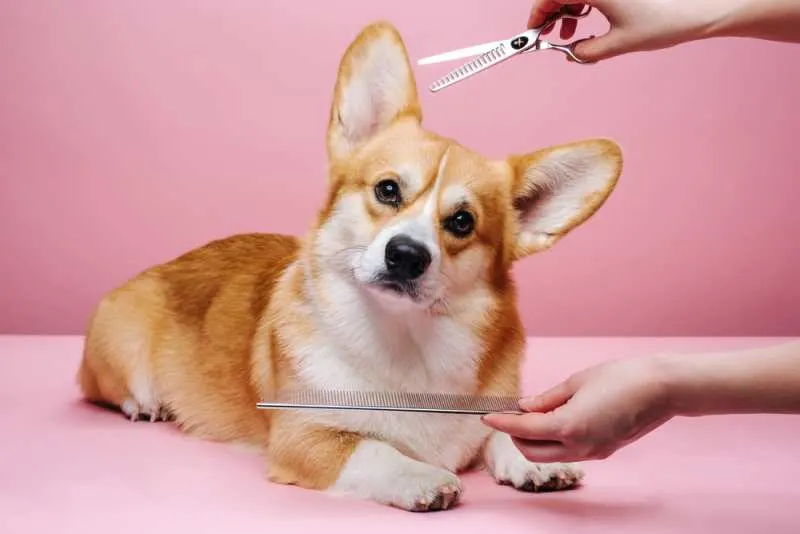 do corgis get haircuts