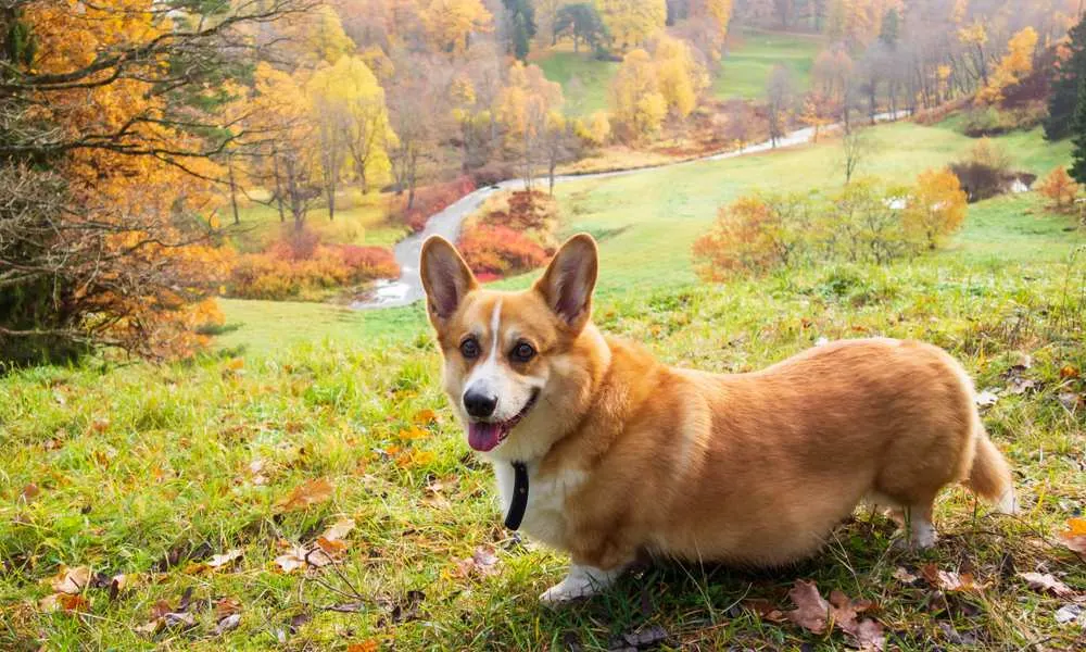 Corgi Workout: How Much Exercise Do Corgis Need? - Corgi Care