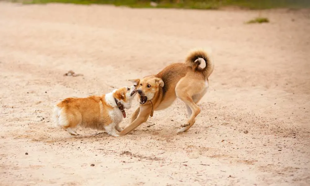 Train Your Corgi Puppy Not To Bite — Willo the Corgi