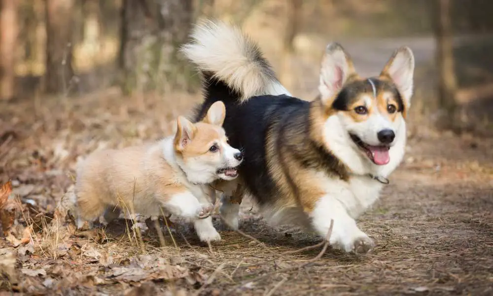 can a samoyed and a cardigan welsh corgi be friends