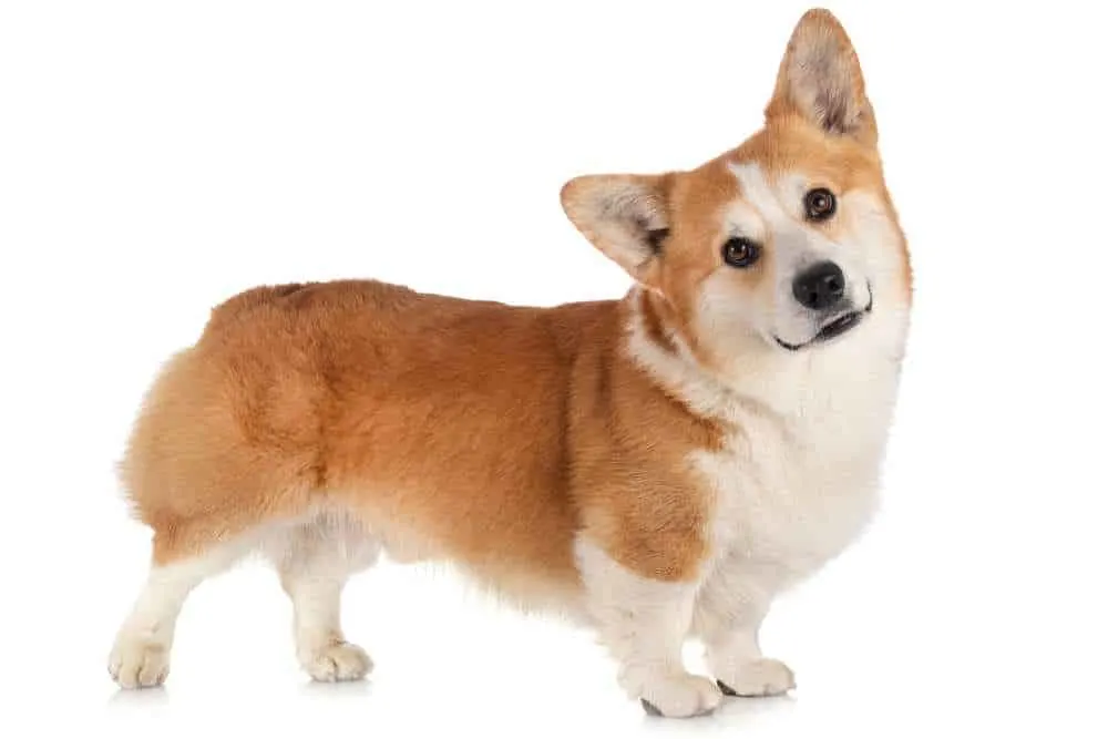 how long are corgis legs