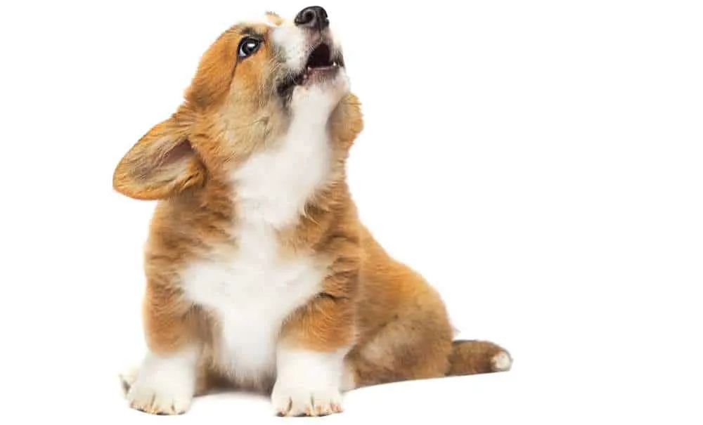 are corgi noisy