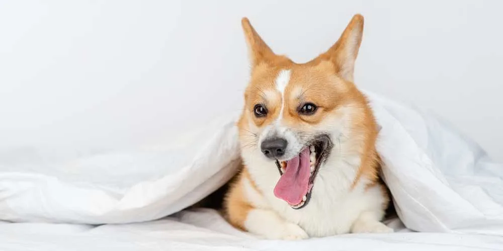 Train Your Corgi Puppy Not To Bite — Willo the Corgi