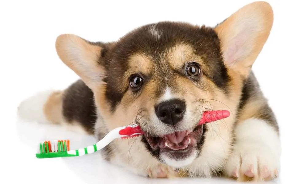 https://cdn-0.corgicare.com/wp-content/uploads/why-and-when-do-dogs-bite-teething.jpg.webp