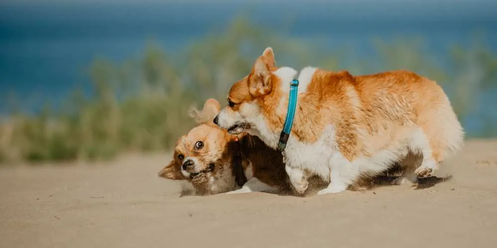 Are Corgis Jealous? Why Do Corgis Get Jealous? - Corgi Care