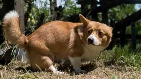 Do Corgis Poop A Lot? Why Do Corgis Poop So Much?