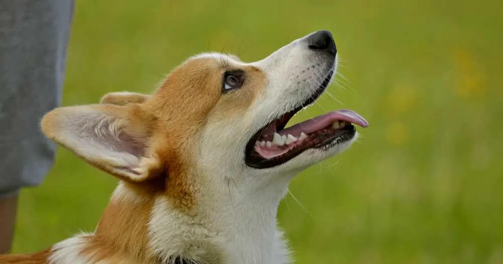 are corgi noisy