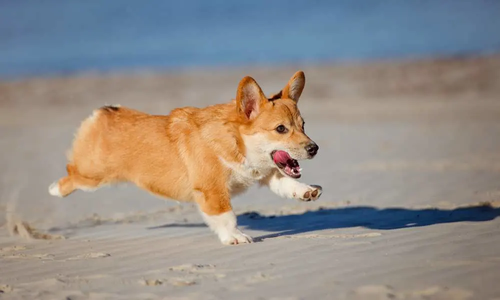 Why Do Corgis FRAP? A Useful Guide For Handling The Zoomies - Corgi Care